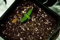 critical flo+8