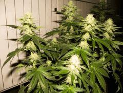 skunk#1 flo+32