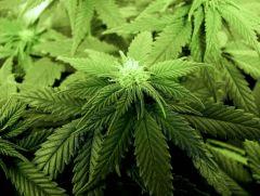 flo+21 bud de white diesel