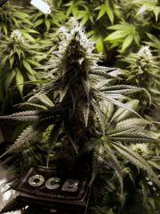 flo+41 skunk#1