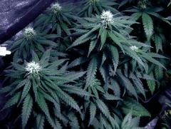 white diesel flo+26