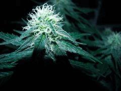 white diesel flo+32