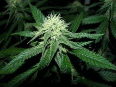 skunk#1 flo+32