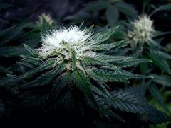 flo+30 white diesel tricotylédon