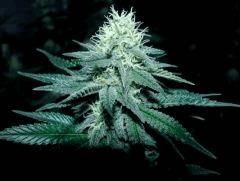 skunk#1 flo+32