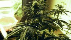 flo+18 meilleur phéno skunk#1