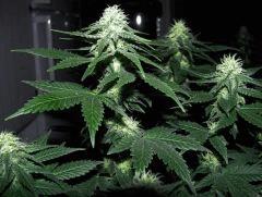 white diesel flo+32