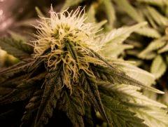 flo+30 white diesel
