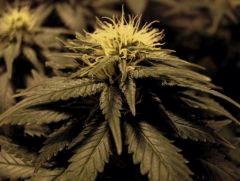 bud white diesel tricotylédon flo+26
