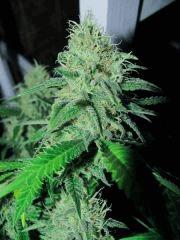 skunk#1 flo+45