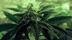 flo+21 bud de skunk