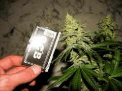 flo+48 skunk#1