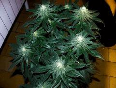 white diesel flo+32