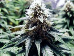 white diesel flo+44