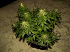 flo+48 skunk#1