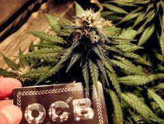 flo+41 white diesel