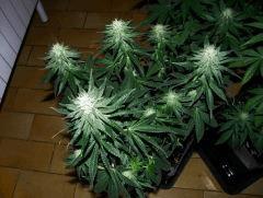 skunk#1 flo+32