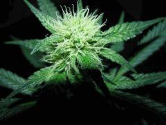 critical (outdoor) cro+0 flo+52
