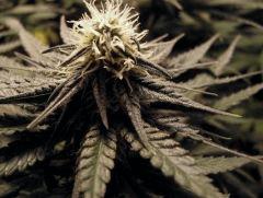 flo+30 white diesel