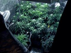 white diesel & skunk#1 flo+26