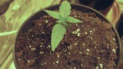 skunk#1