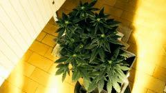 flo+18 white diesel