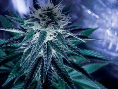 skunk#1 miam