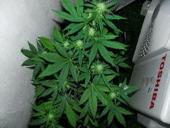 critical