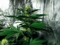 flo+30 skunk#1