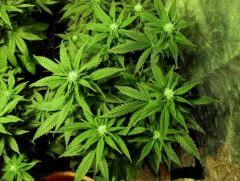 flo+21 skunk#1