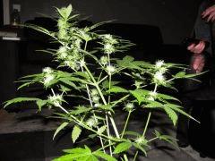 critical (outdoor) cro+0 flo+52