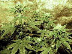 flo+21 skunk#1