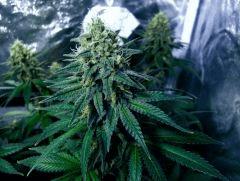 skunk#1 flo+44