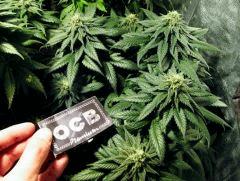 flo+41 white diesel