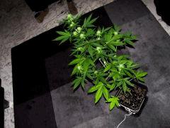 critical (outdoor) cro+0 flo+52