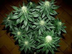 white diesel flo+32