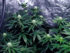 skunk#1 flo+26