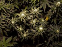 white diesel flo+26