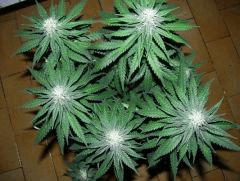 white diesel flo+32