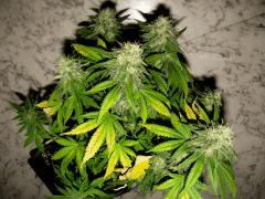 flo+48 skunk#1