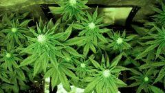 flo+21 meilleur phéno skunk#1
