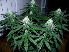 white diesel flo+32