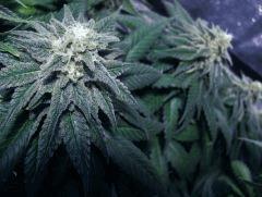 white diesel flo+44