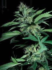 skunk#1 flo+45