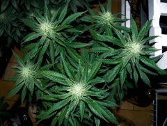 skunk#1 flo+32