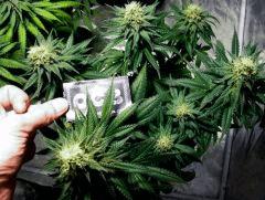 flo+41 skunk#1