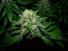 flo+48 white diesel
