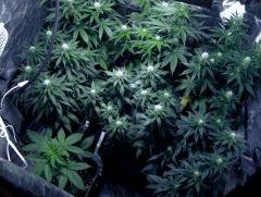 white diesel & skunk#1 flo+26