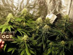 flo+41 skunk#1