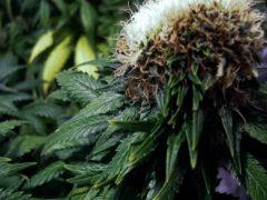 fasciation white diesel flo+50